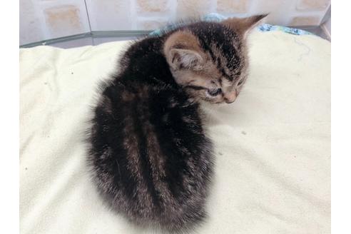 成約済の東京都のマンチカン-17727の6枚目