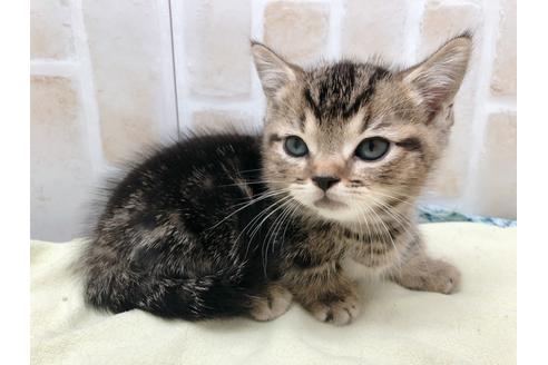 成約済の東京都のマンチカン-17727の7枚目