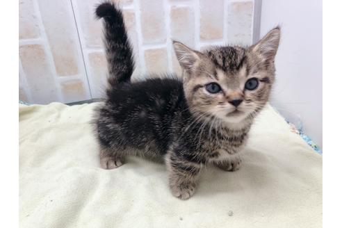 成約済の東京都のマンチカン-17727の8枚目