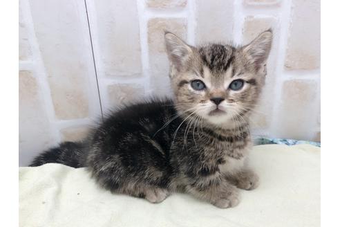 成約済の東京都のマンチカン-17727