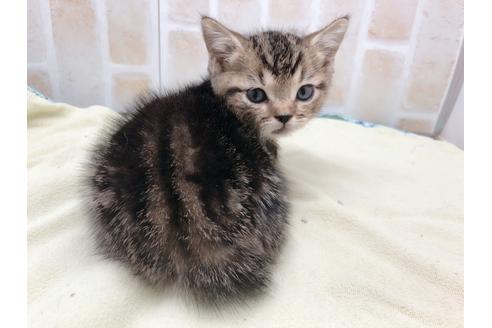 成約済の東京都のマンチカン-17727の9枚目