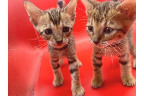 成約済の東京都のトイガー-17738の22枚目