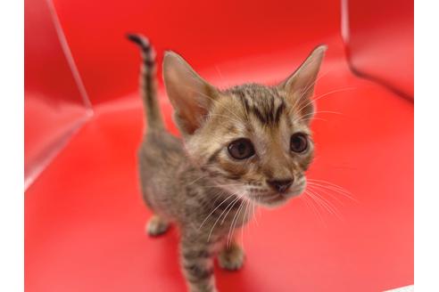 成約済の東京都のトイガー-17738の23枚目