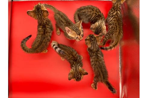 成約済の東京都のトイガー-17738の21枚目