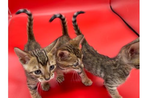 成約済の東京都のトイガー-17738の20枚目