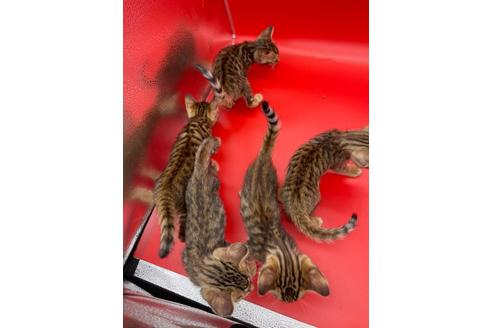 成約済の東京都のトイガー-17738の19枚目