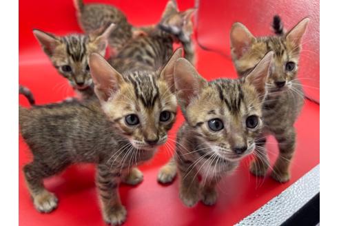 成約済の東京都のトイガー-17738の18枚目