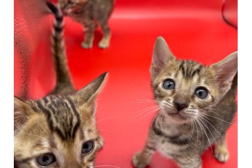 成約済の東京都のトイガー-17738の17枚目