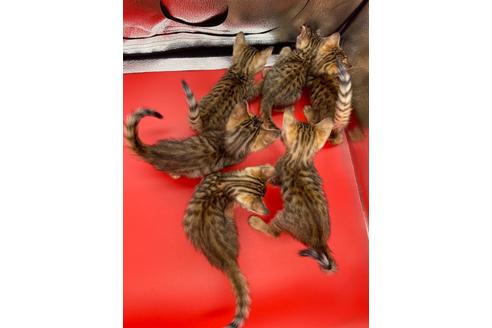 成約済の東京都のトイガー-17738の16枚目