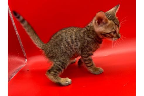 成約済の東京都のトイガー-17738の15枚目