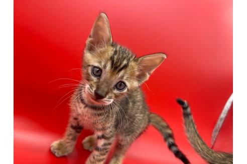 成約済の東京都のトイガー-17738の14枚目