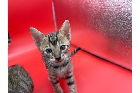 成約済の東京都のトイガー-17738の9枚目