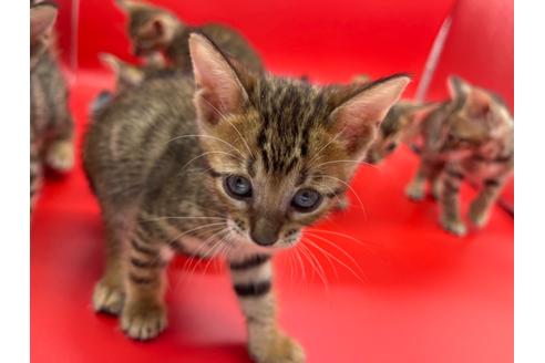 成約済の東京都のトイガー-17738の13枚目