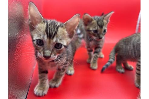 成約済の東京都のトイガー-17738の12枚目