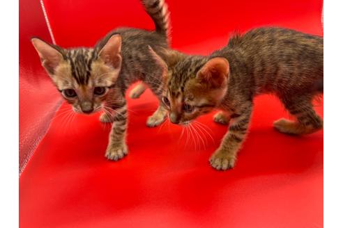 成約済の東京都のトイガー-17738の11枚目