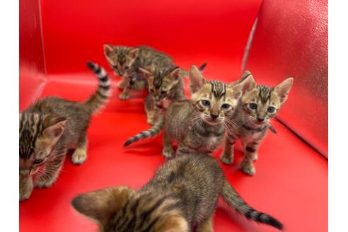 成約済の東京都のトイガー-17738の10枚目