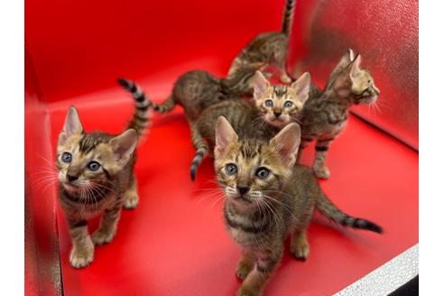 成約済の東京都のトイガー-17738の8枚目