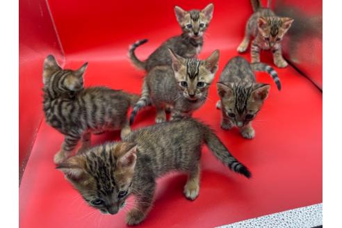 成約済の東京都のトイガー-17738の7枚目