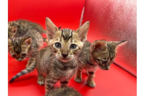 成約済の東京都のトイガー-17738の6枚目