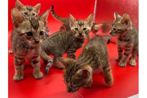 成約済の東京都のトイガー-17738の5枚目