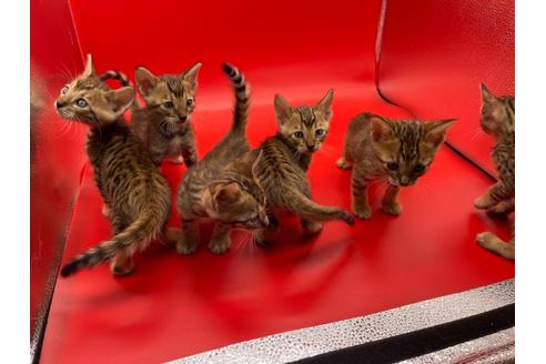 成約済の東京都のトイガー-17738の4枚目