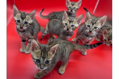 成約済の東京都のトイガー-17738の3枚目