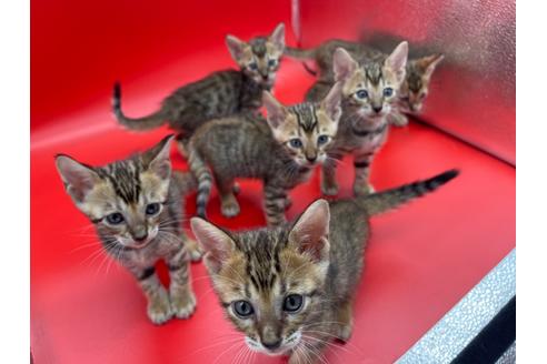 成約済の東京都のトイガー-17738の2枚目