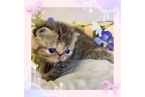 成約済の大阪府のエキゾチックショートヘア-17740の1枚目