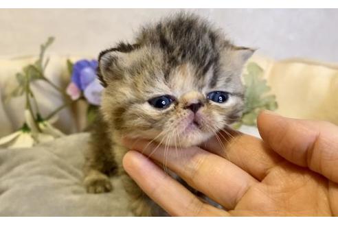 成約済の大阪府のエキゾチックショートヘア-17740の5枚目