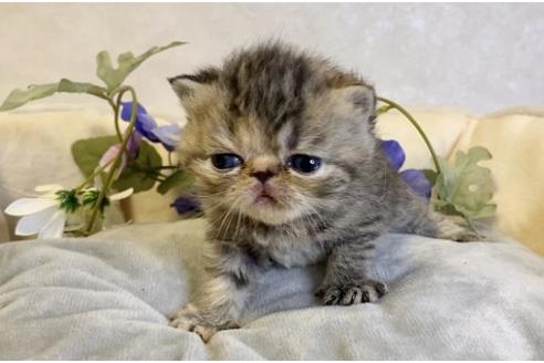 成約済の大阪府のエキゾチックショートヘア-17740の4枚目