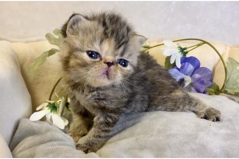 成約済の大阪府のエキゾチックショートヘア-17740の3枚目