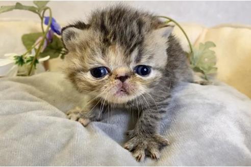 成約済の大阪府のエキゾチックショートヘア-17740の2枚目