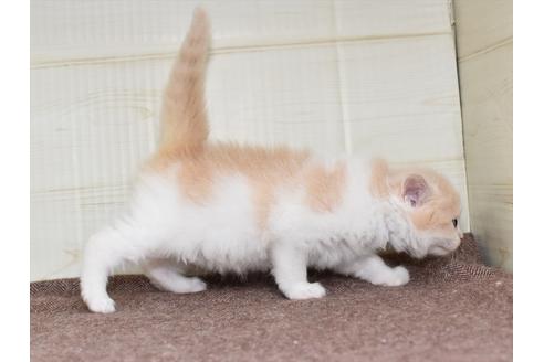 成約済の愛知県のミヌエット-17767の14枚目