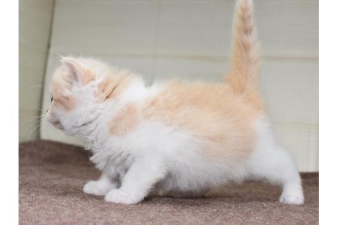 成約済の愛知県のミヌエット-17767の13枚目