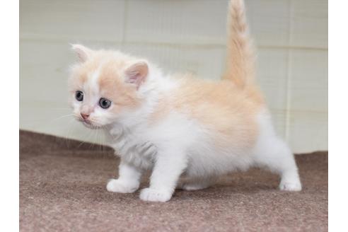 成約済の愛知県のミヌエット-17767の12枚目