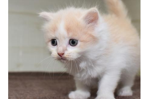 成約済の愛知県のミヌエット-17767の11枚目