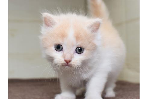 成約済の愛知県のミヌエット-17767の10枚目