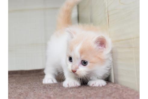 成約済の愛知県のミヌエット-17767の9枚目