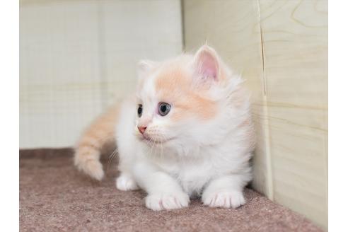 成約済の愛知県のミヌエット-17767の8枚目