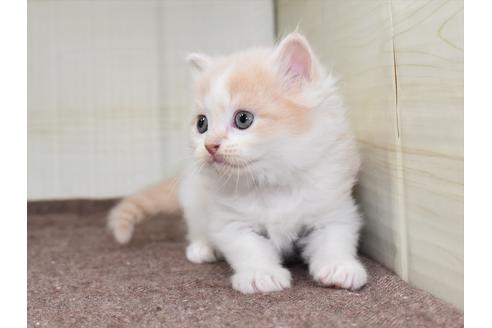 成約済の愛知県のミヌエット-17767の7枚目