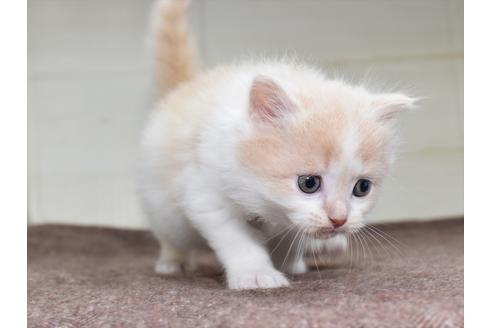 成約済の愛知県のミヌエット-17767の6枚目