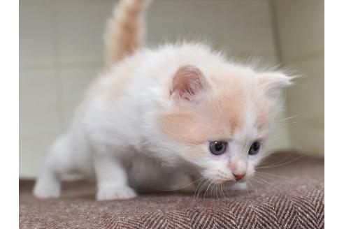 成約済の愛知県のミヌエット-17767の5枚目