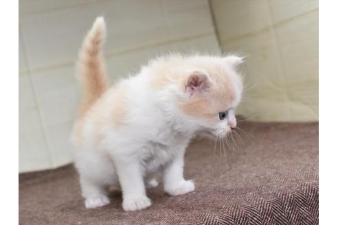 成約済の愛知県のミヌエット-17767の4枚目