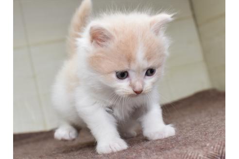 成約済の愛知県のミヌエット-17767の3枚目