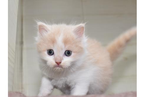 成約済の愛知県のミヌエット-17767の2枚目