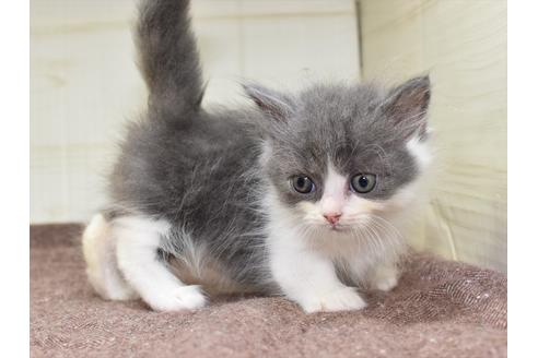 成約済の愛知県のマンチカン-17776の1枚目