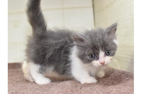 成約済の愛知県のマンチカン-17776の6枚目