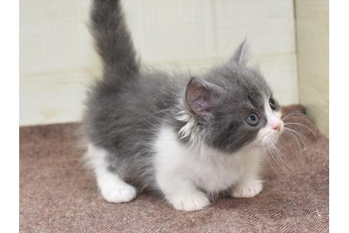 成約済の愛知県のマンチカン-17776の5枚目