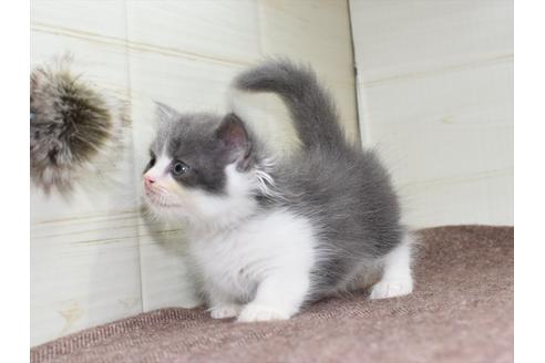 成約済の愛知県のマンチカン-17776の4枚目