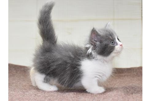 成約済の愛知県のマンチカン-17776の3枚目